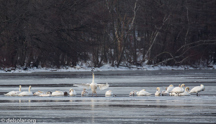 Canon EOS 5D Mark III  --  560 mm  --  EF100-400mm f/4.5-5.6L IS II USM +1.4x III  