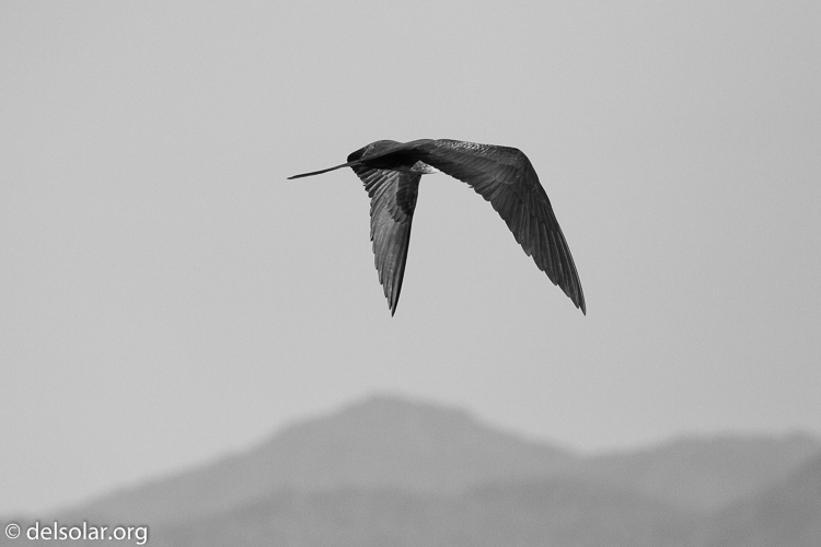 Canon EOS 7D  --  371 mm  --  EF100-400mm f/4.5-5.6L IS II USM  