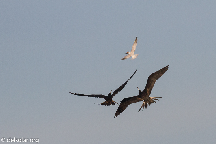Canon EOS 7D  --  400 mm  --  EF100-400mm f/4.5-5.6L IS II USM  
