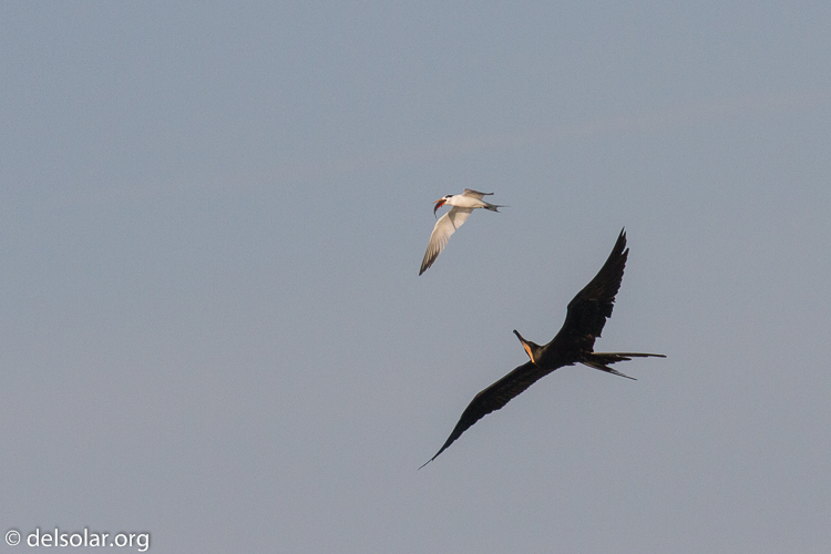 Canon EOS 7D  --  400 mm  --  EF100-400mm f/4.5-5.6L IS II USM  