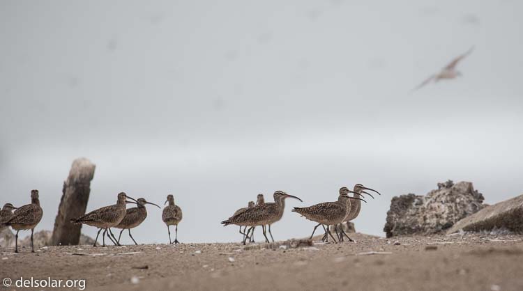 Canon EOS 5D Mark III  --  400 mm  --  EF100-400mm f/4.5-5.6L IS II USM  