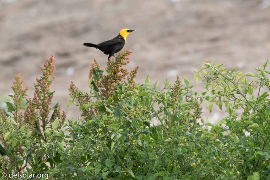 Canon EOS 7D Mark II  --  600 mm  --  EF600mm f/4L IS II USM  