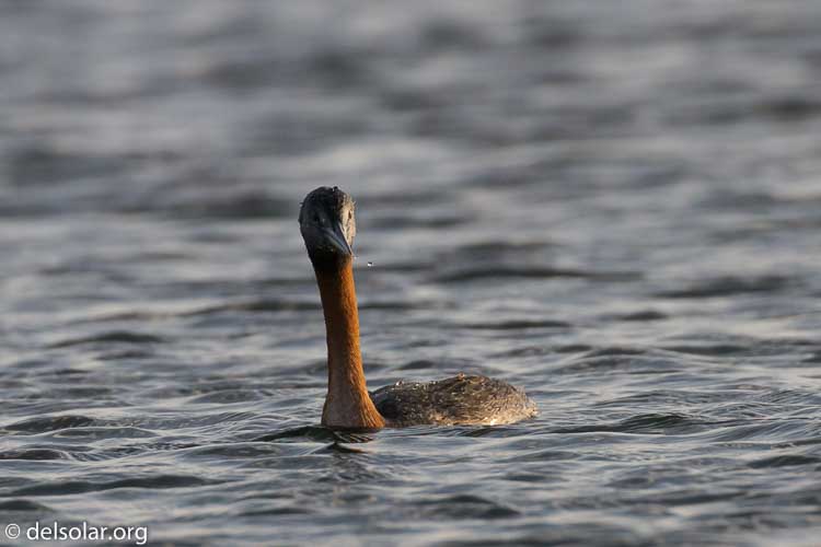 Canon EOS 7D  --  400 mm  --  EF100-400mm f/4.5-5.6L IS II USM  