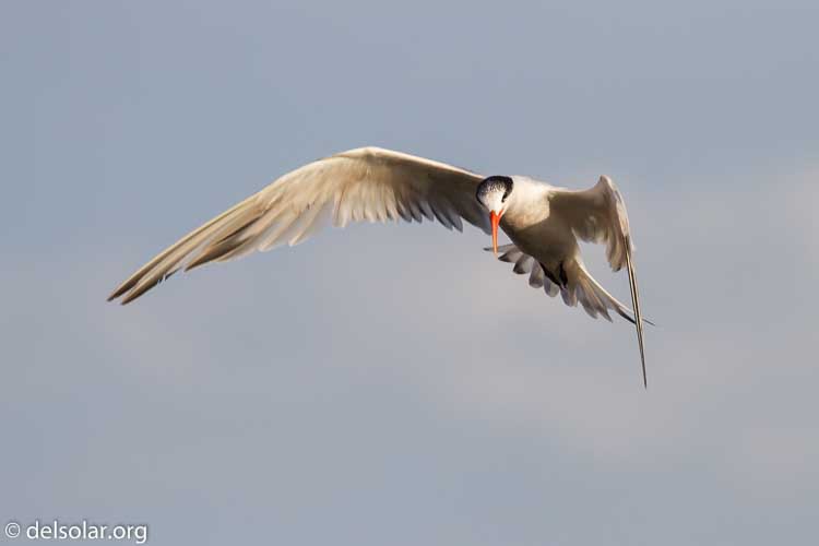 Canon EOS 7D  --  330 mm  --  EF100-400mm f/4.5-5.6L IS II USM  