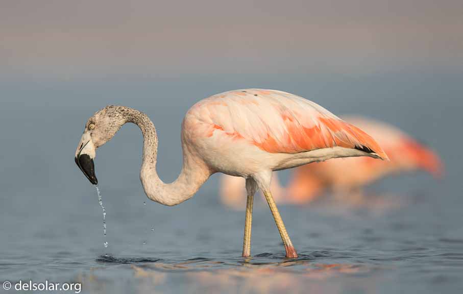 Canon EOS 7D Mark II  --  600 mm  --  EF600mm f/4L IS II USM  