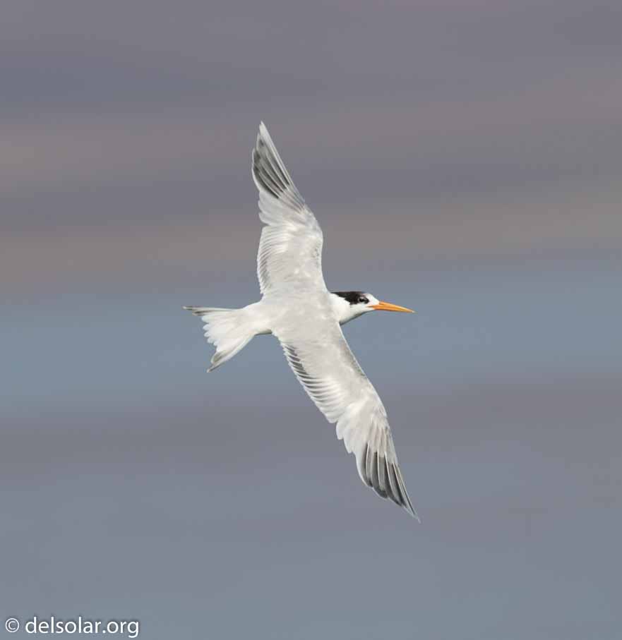 Canon EOS 7D Mark II  --  600 mm  --  EF600mm f/4L IS II USM  