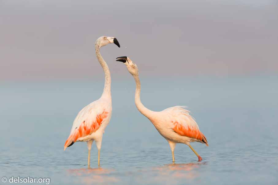 Canon EOS 5D Mark III  --  600 mm  --  EF600mm f/4L IS II USM  