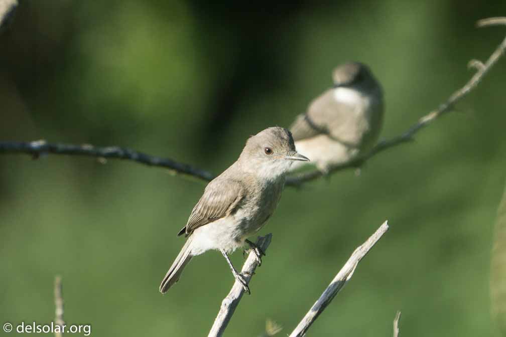 ILCE-6500  --  FE 200-600mm F5.6-6.3 G OSS -- 1/800 sec at f / 7.1 -- ISO 800 -- -7/10 EV -- 