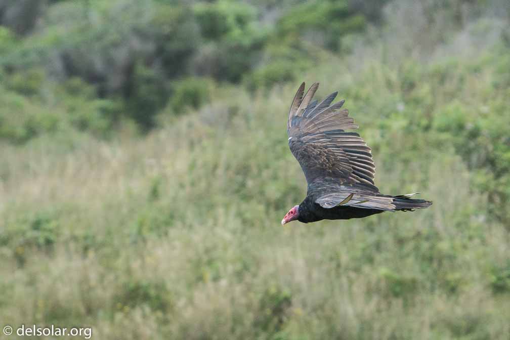 ILCE-6500  --  FE 200-600mm F5.6-6.3 G OSS -- 1/1250 sec at f / 7.1 -- ISO 2000 -- 0 EV -- 