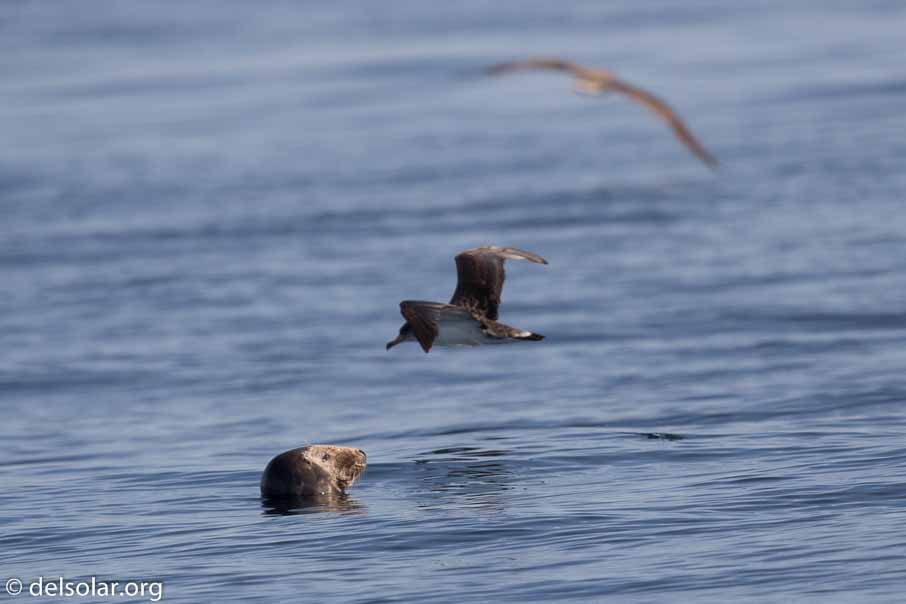 Canon EOS 7D Mark II  --  600 mm  --  EF600mm f/4L IS II USM  