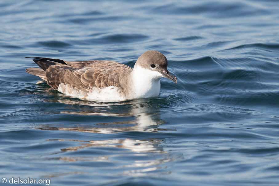 Canon EOS 7D Mark II  --  600 mm  --  EF600mm f/4L IS II USM  
