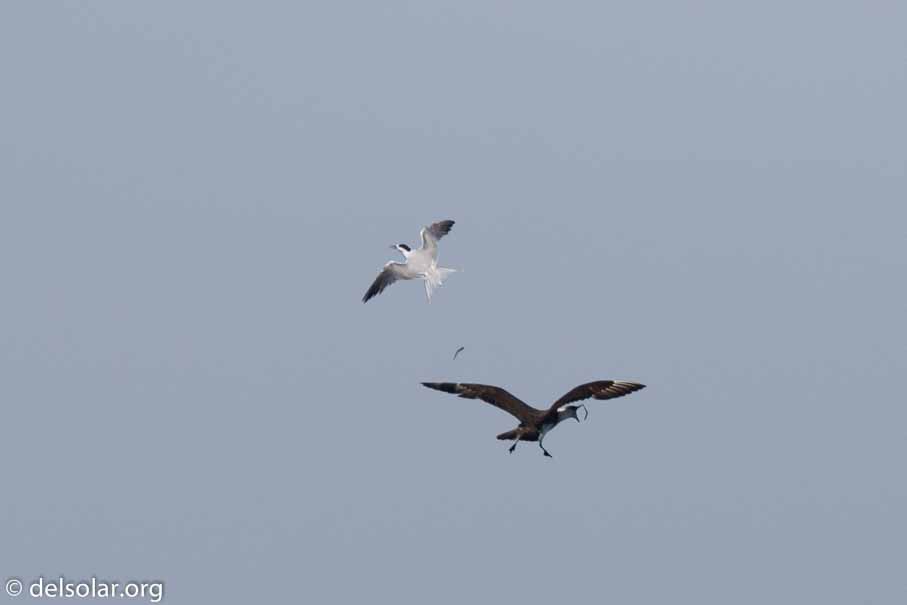 Canon EOS 7D Mark II  --  600 mm  --  EF600mm f/4L IS II USM  