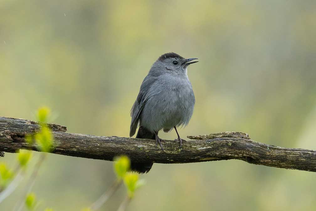 ILCE-7RM4  --  FE 400-800mm F6.3-8 G OSS -- 1/640 sec at f / 9.0 -- ISO 2500 -- 0 EV -- 
