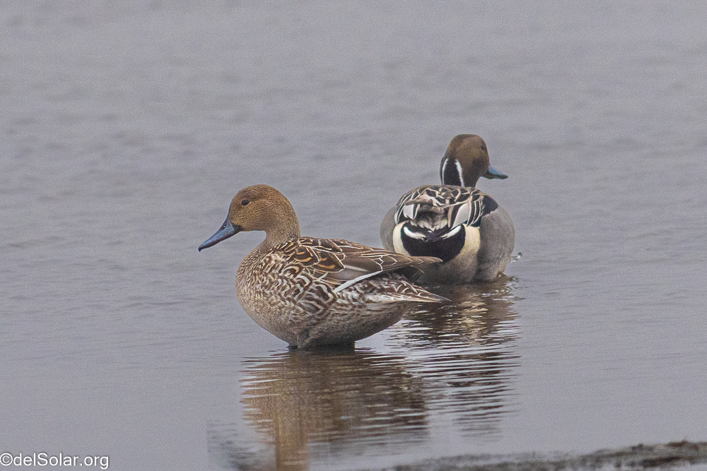 Northern Pintail  1/3200 sec at f / 8.0