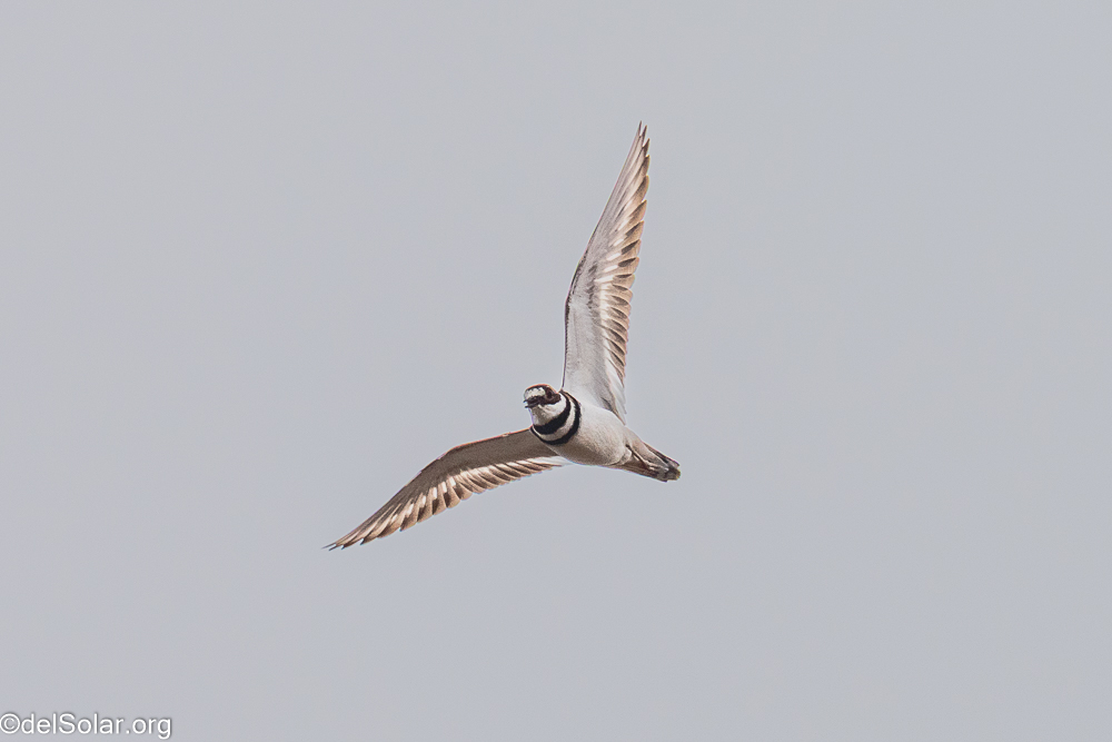 Killdeer, birds  1/2500 sec at f / 8.0