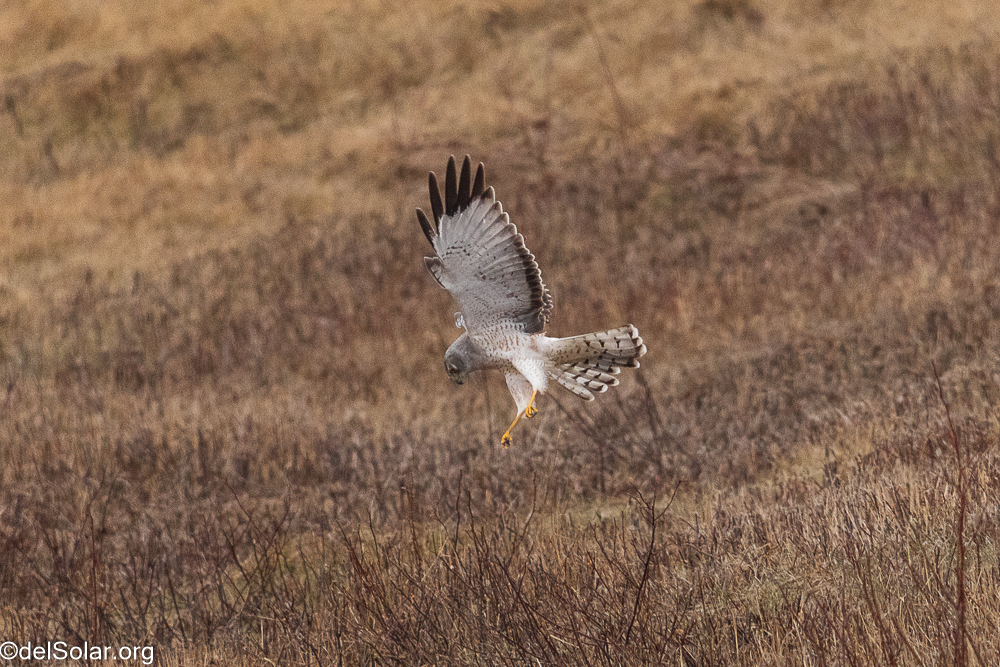 Northern Harrier, birds  1/2500 sec at f / 8.0