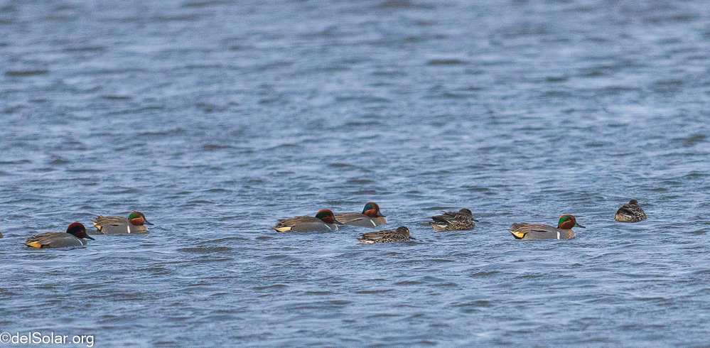 Green-winged Teal, birds  1/1250 sec at f / 8.0