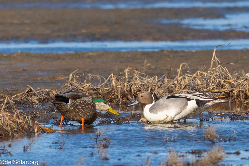 Northern Pintail  1/3200 sec at f / 8.0