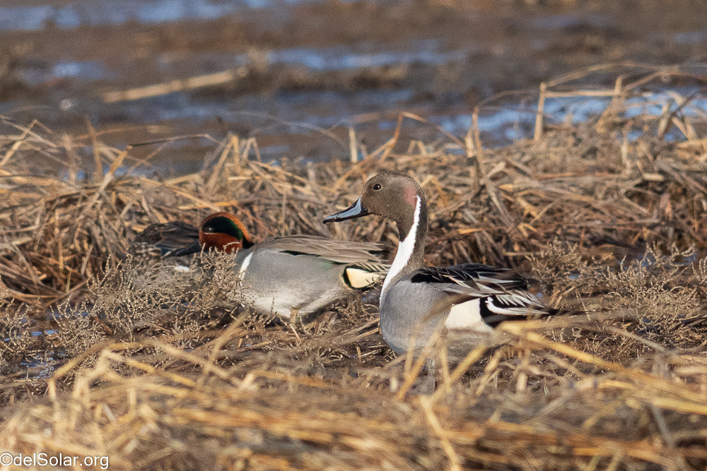 Northern Pintail  1/3200 sec at f / 8.0