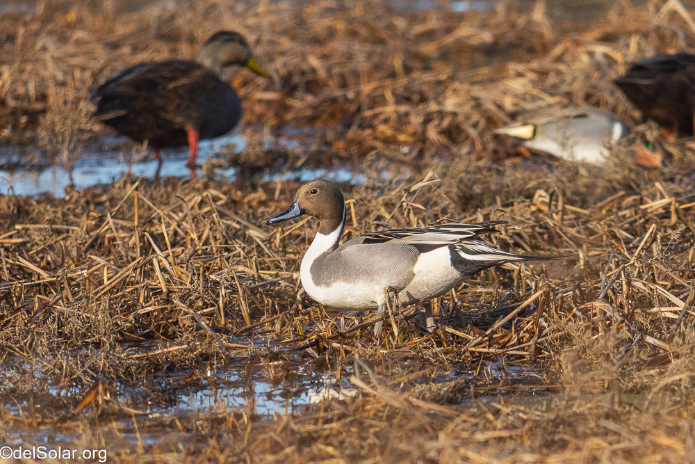 Northern Pintail  1/3200 sec at f / 8.0