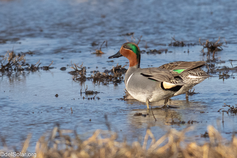 Green-winged Teal, birds  1/3200 sec at f / 8.0