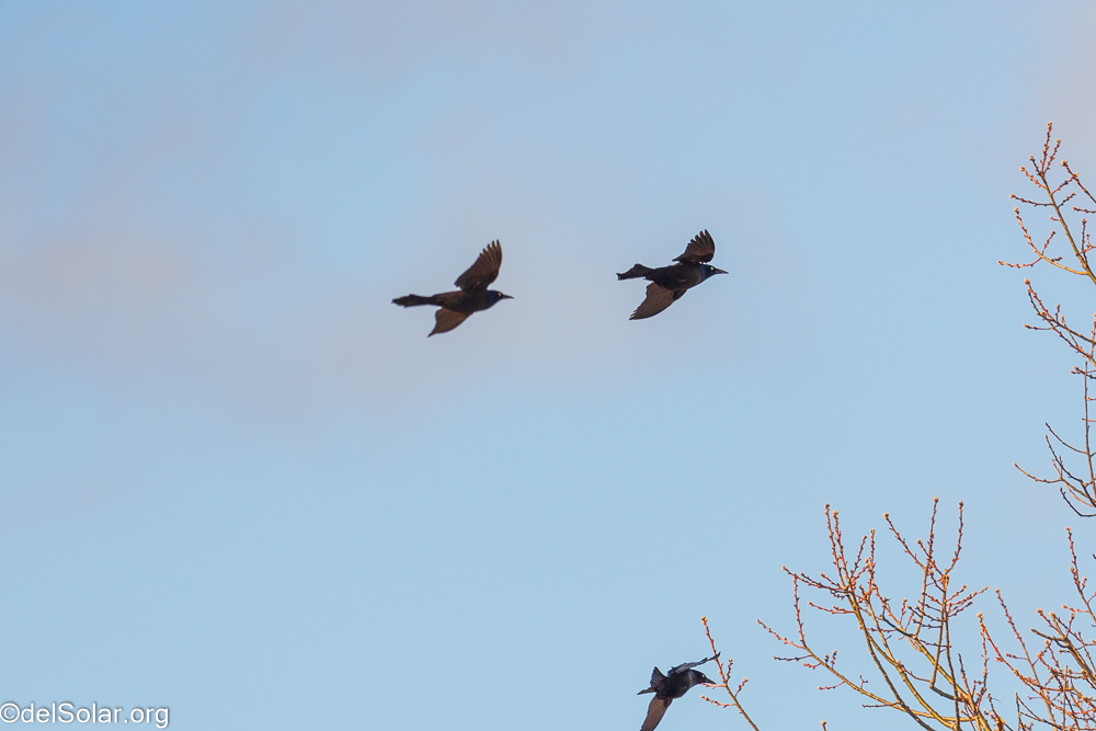 Common Grackle, birds  1/4000 sec at f / 8.0