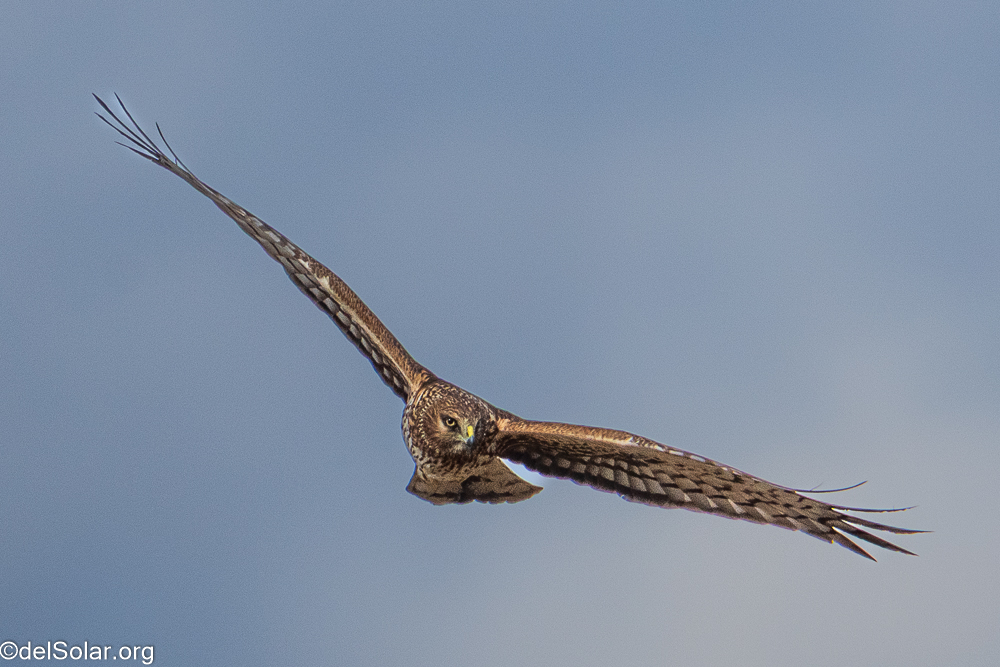 Northern Harrier, birds  1/2500 sec at f / 8.0