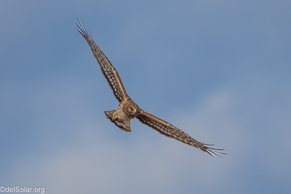 Northern Harrier, birds  1/2500 sec at f / 8.0