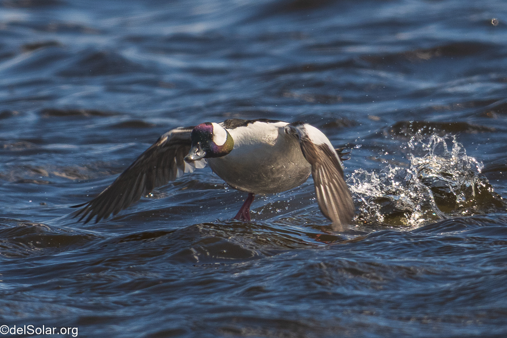 Bufflehead, birds  1/1600 sec at f / 8.0