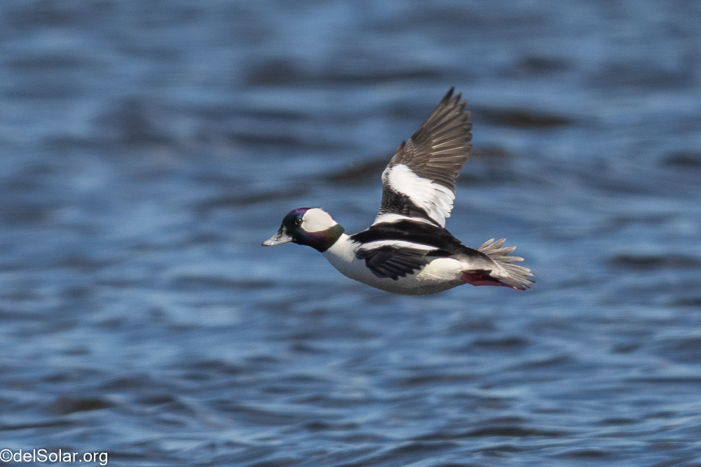 Bufflehead, birds  1/1600 sec at f / 8.0