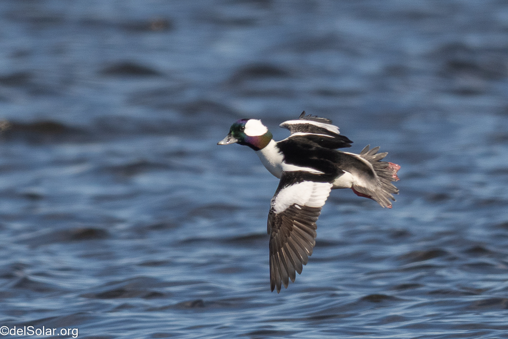 Bufflehead, birds  1/1600 sec at f / 8.0