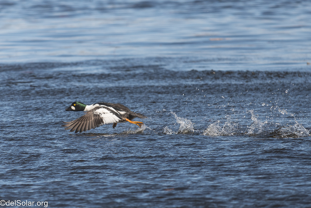 Common Goldeneye, birds  1/1600 sec at f / 8.0