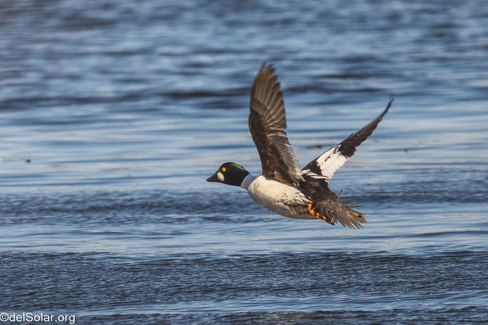 Common Goldeneye, birds  1/1600 sec at f / 8.0