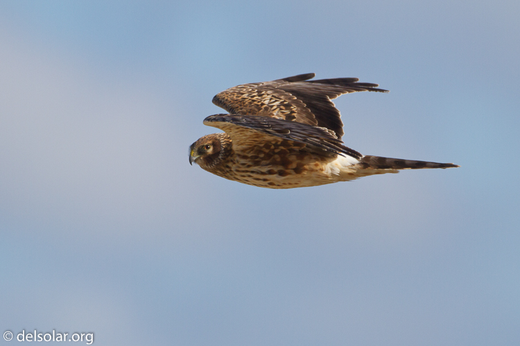 Canon EOS 7D  --  500 mm  --  EF500mm f/4L IS USM  