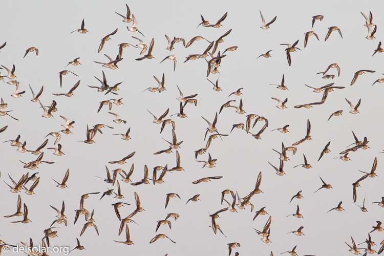 Canon EOS 7D  --  400 mm  --  EF400mm f/5.6L USM  