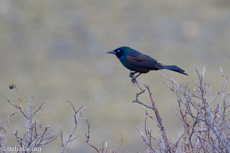 Canon EOS 7D  --  500 mm  --  EF500mm f/4L IS USM  