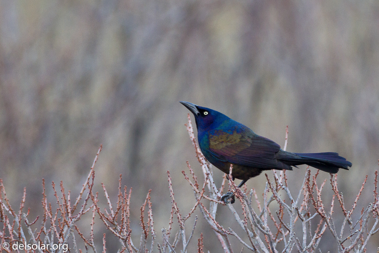 Canon EOS 7D  --  500 mm  --  EF500mm f/4L IS USM  