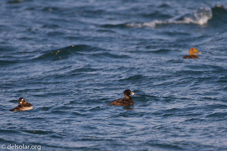 Canon EOS 7D  --  500 mm  --  EF500mm f/4L IS USM  