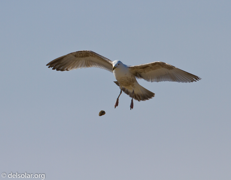 Canon EOS 7D  --  500 mm  --  EF500mm f/4L IS USM  