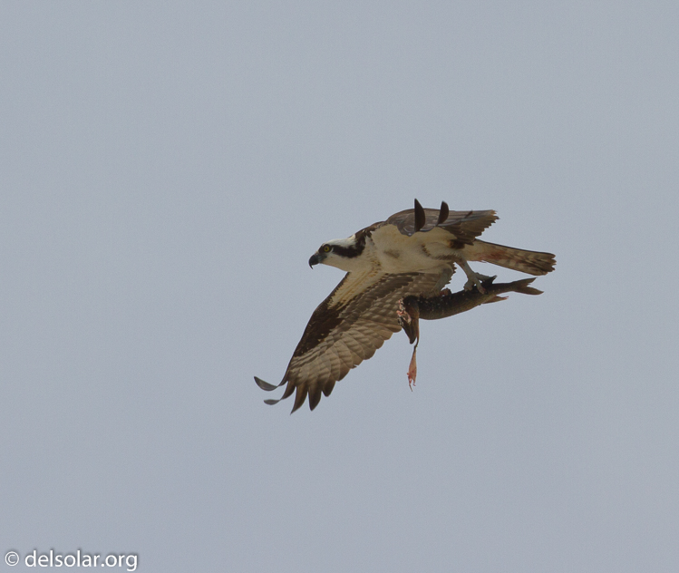 Canon EOS 7D  --  500 mm  --  EF500mm f/4L IS USM  