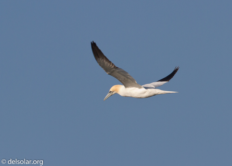 Canon EOS 7D  --  500 mm  --  EF500mm f/4L IS USM  