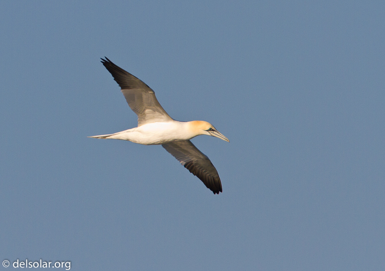 Canon EOS 7D  --  500 mm  --  EF500mm f/4L IS USM  
