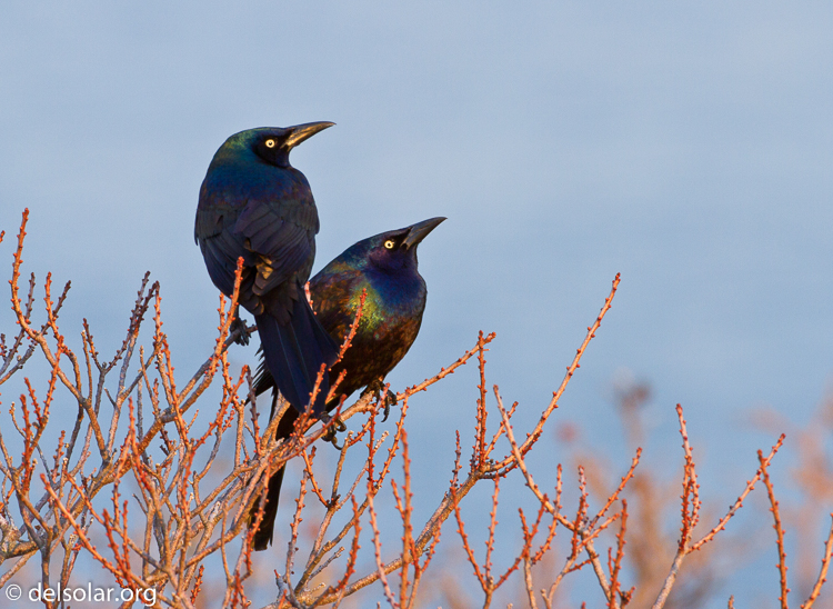 Canon EOS 7D  --  500 mm  --  EF500mm f/4L IS USM  
