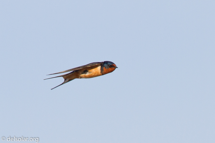 Canon EOS 7D  --  500 mm  --  EF500mm f/4L IS USM  