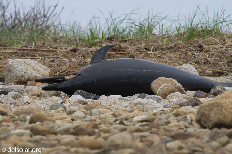 Canon EOS 7D  --  400 mm  --  EF400mm f/5.6L USM  