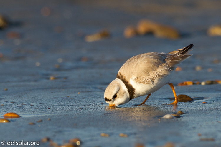 Canon EOS 7D  --  500 mm  --  EF500mm f/4L IS USM  