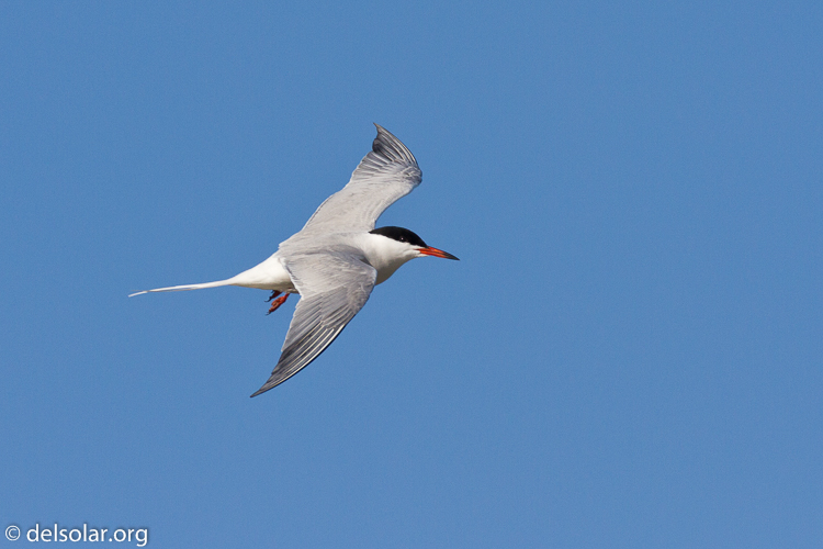 Canon EOS 7D  --  500 mm  --  EF500mm f/4L IS USM  