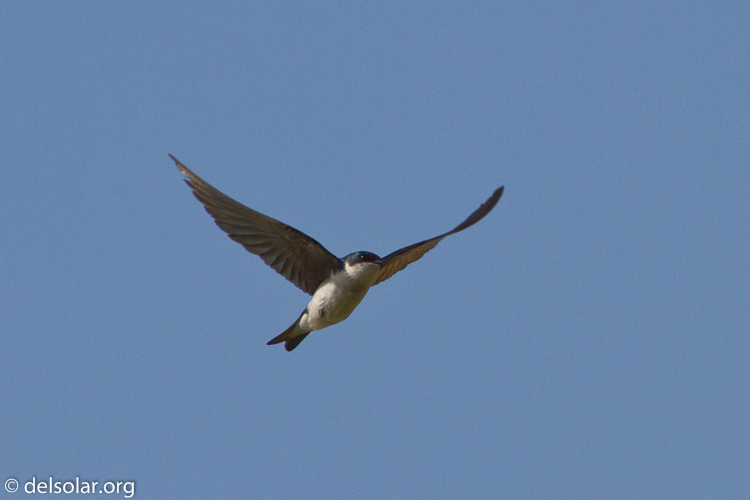 Canon EOS 7D  --  400 mm  --  EF400mm f/5.6L USM  