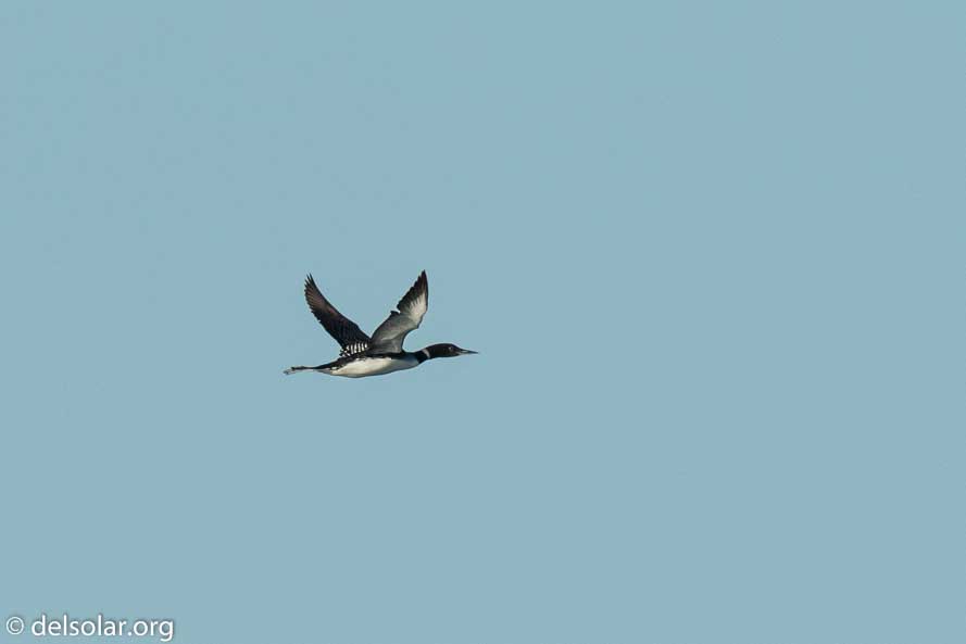 Canon EOS 7D Mark II  --  840 mm  --  EF600mm f/4L IS II USM +1.4x III  