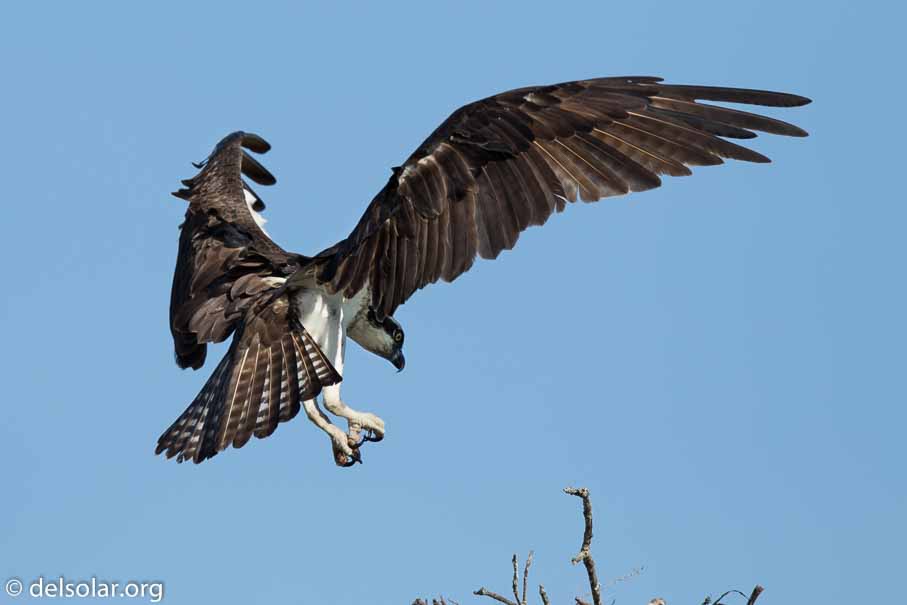 Canon EOS 7D Mark II  --  600 mm  --  EF600mm f/4L IS II USM  